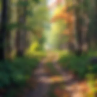 Diverging Paths in Literature A serene forest path diverging into two, representing choices in literature.