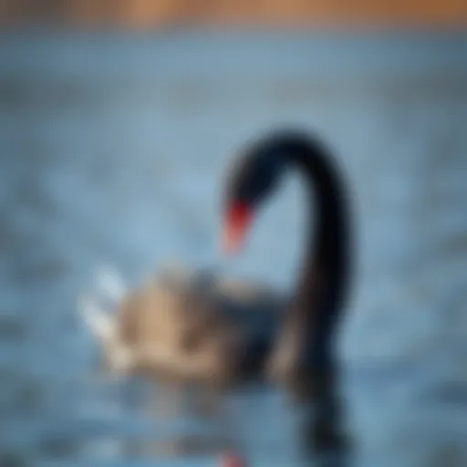 Conceptual representation of a black swan symbolizing unpredictability
