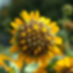 Symbolic representation of forgiveness in literature