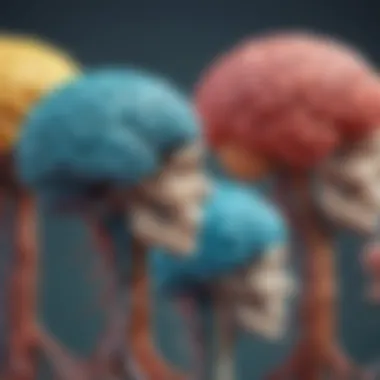 Evolution of Brain Structure Illustration showcasing brain restructuring over time