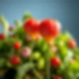 Illustration of plant lectins and their effects on health